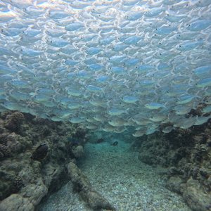 Flagfish