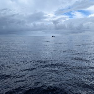 Whale Tale.jpg