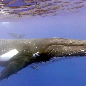 Whale!