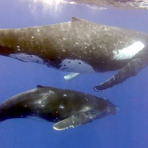 Mama and baby 2