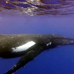 Mama whale