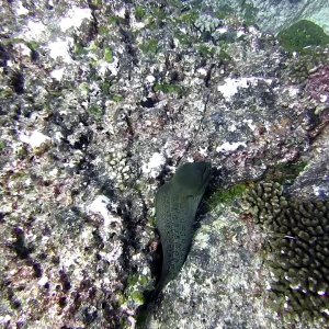 Slippery eel in Rangiroa