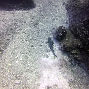 Shark