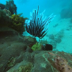 3 - Coral