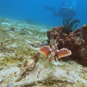 17 - Lion Fish