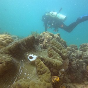 22 - Giant Clam