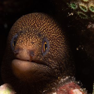 eel.jpg