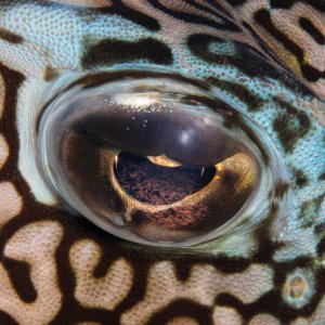 eye.jpg