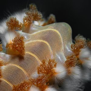 fireworm.jpg