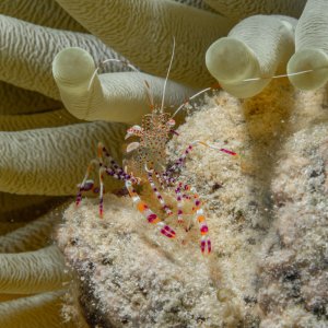 shrimp