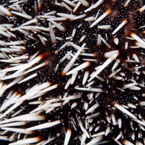 spiky