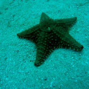 Roatan 2005 reupload