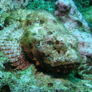 Roatan 2005 reupload