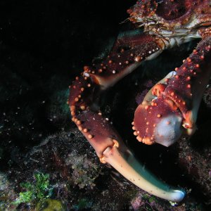 Roatan 2005 reupload