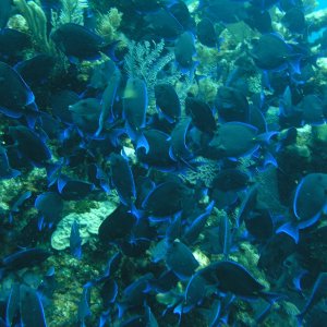 Roatan 2005 reupload