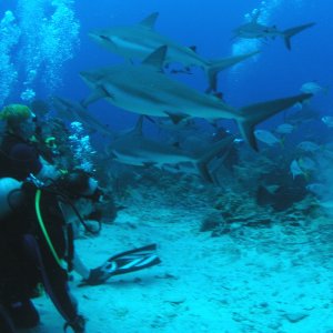 Roatan 2005 reupload