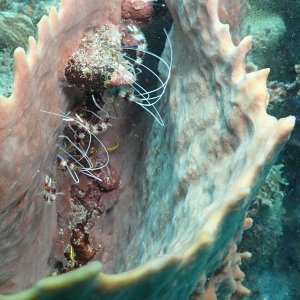 Sponge dwellers