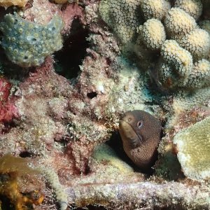 Murray the moray