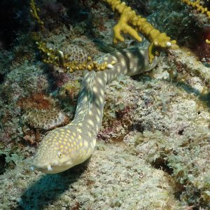 Gold spotted eel