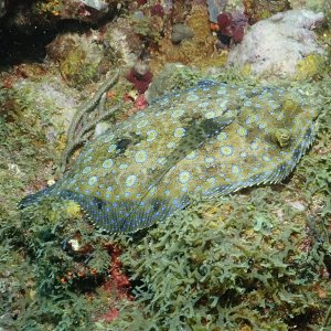 Floundering