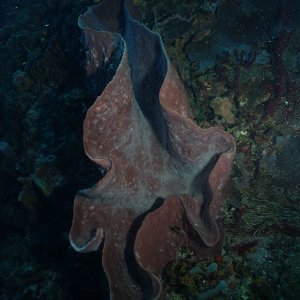 Big sponge