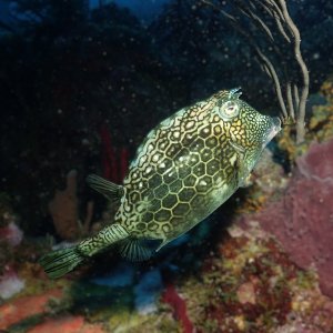 Cowfish