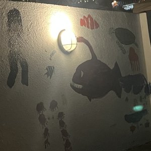 Lanternfish at night