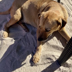 Island dog