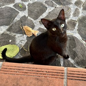 Kitty wants some too