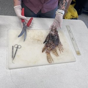 1 - lionfish dissection at NOAA