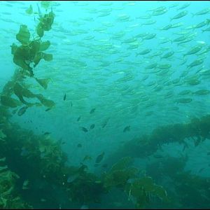 Reef @ Blue Car Wreck