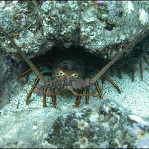 Lobsta
