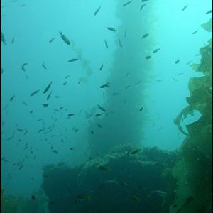 Kelp on Sunday