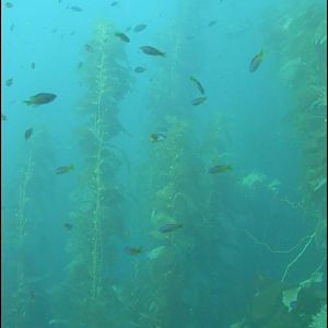 Kelp on Sunday