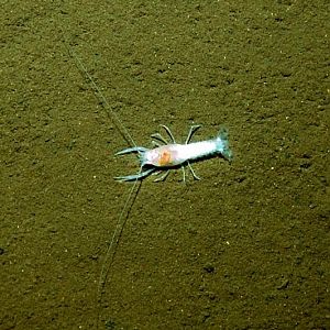 Cave Critter