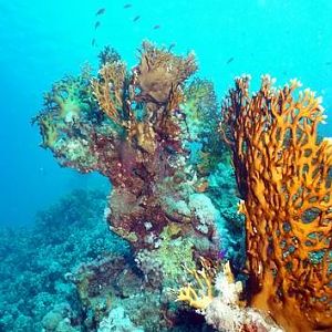 Coral Garden