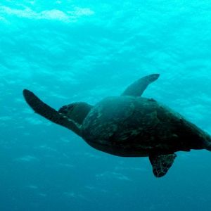 Turtle