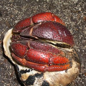 Hermit Crab
