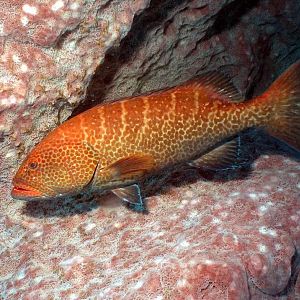 Grouper in a sponge
