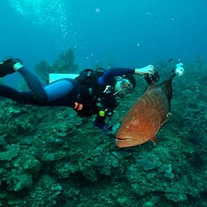 Grouper Sex?