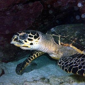 Night Turtle