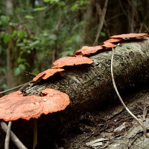 Fungi