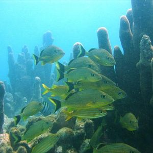 Pickled_Piller_Reef-11