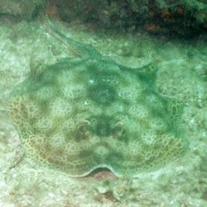 YellowStingray