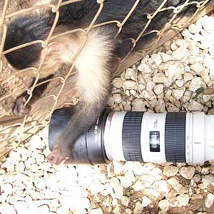 Curious monkey