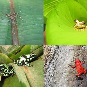 Four Critters