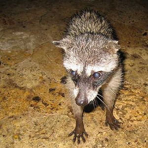 Wet Coon!