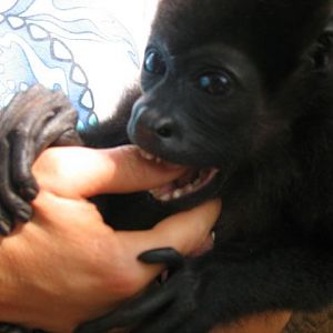 Thumb Biter