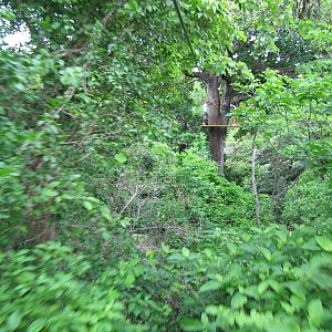 Zoomin' Thru Trees