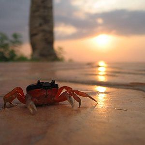 Sunset Crab